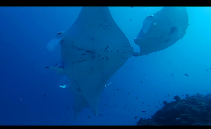 Manta rays have a unique spot pattern on their belly, which allows researchers to identify individuals and track their movements and growth over time. Photo credit: Asia Armstrong.